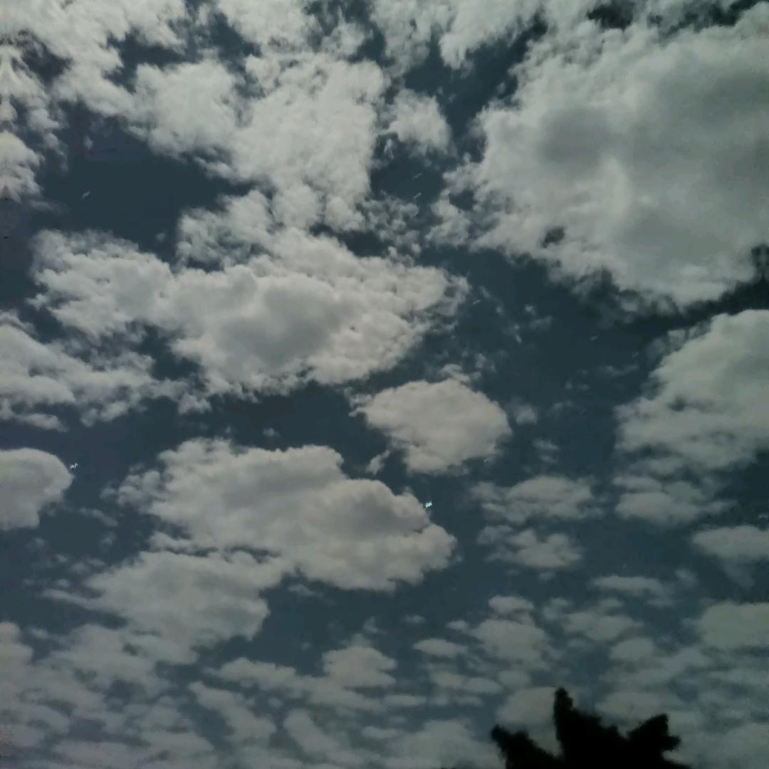 💥春来百花开🌡