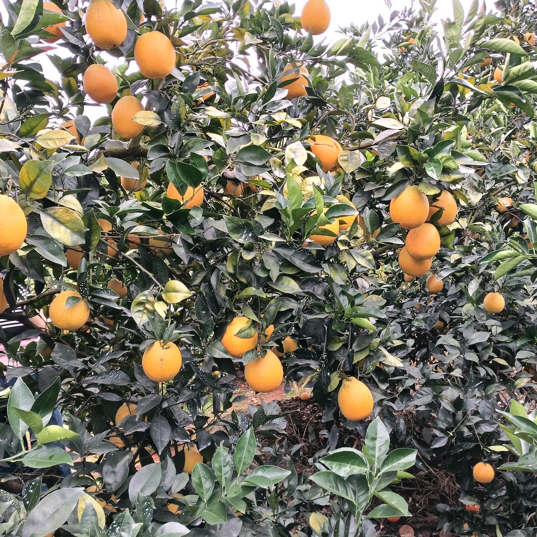 橙梦圆生鲜优品店