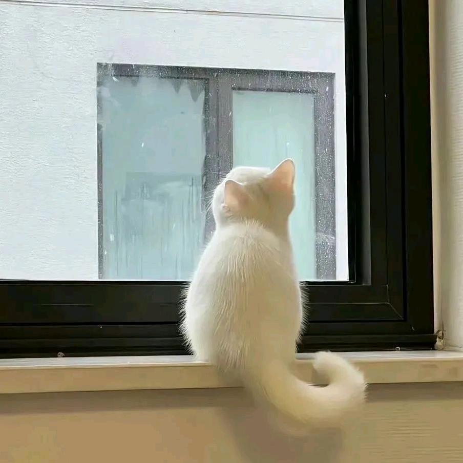 ₍ᵔ·͈༝·͈ᵔ₎