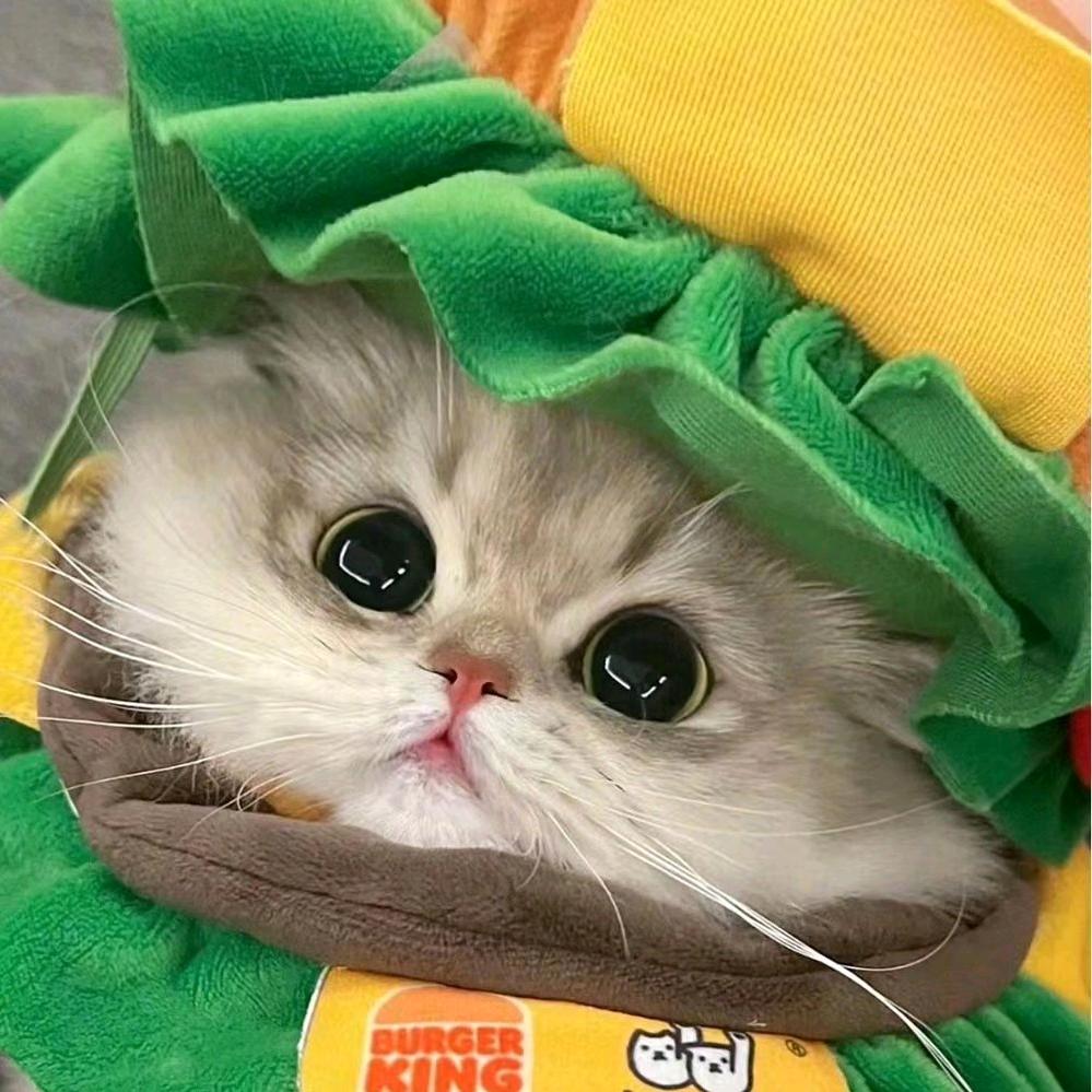怼怼