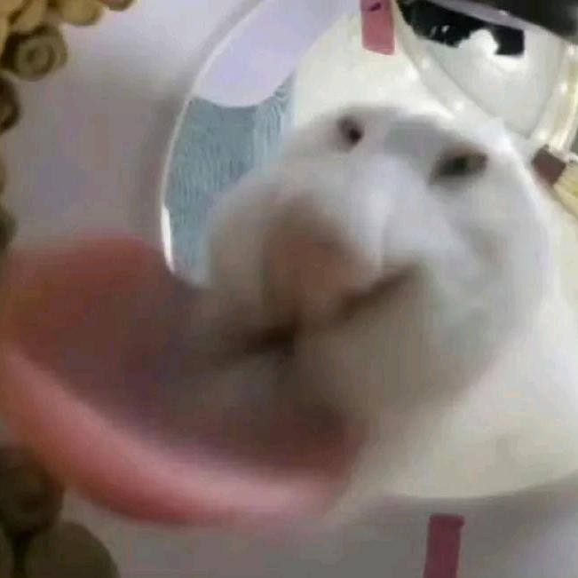 老妞（爱生活）