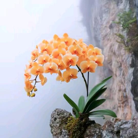 @马有道