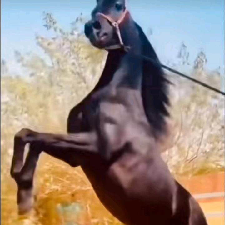 牧人