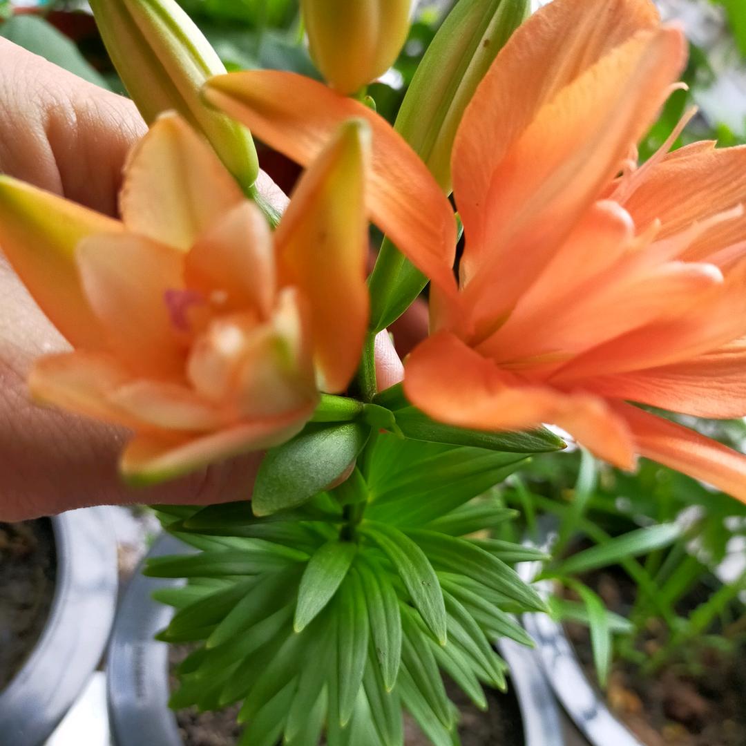 芳