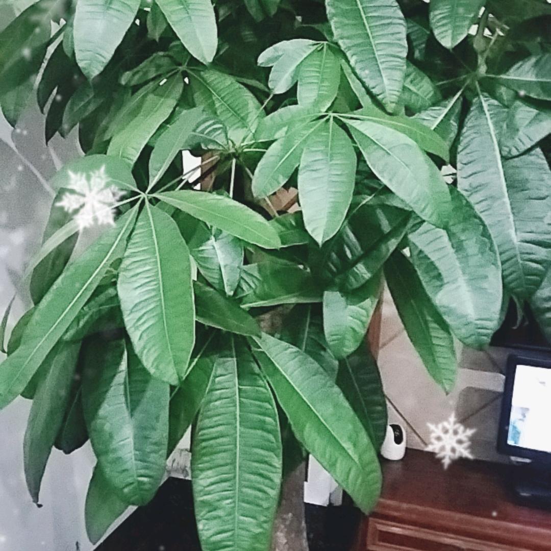 平平安安