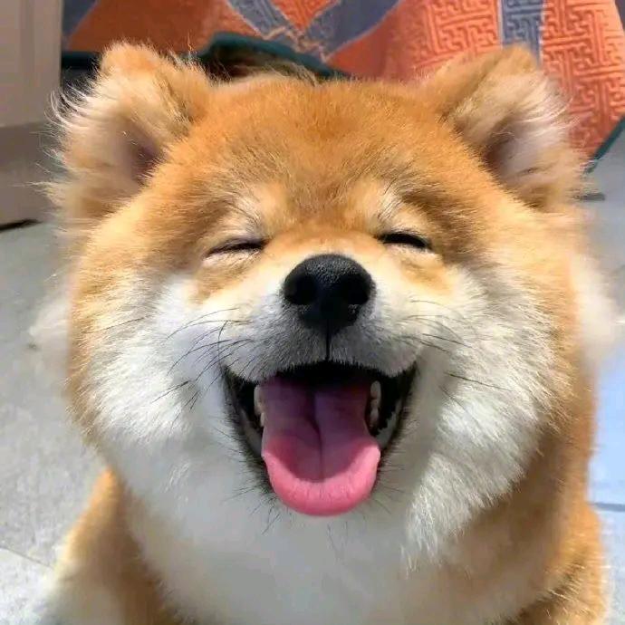 Happy pig