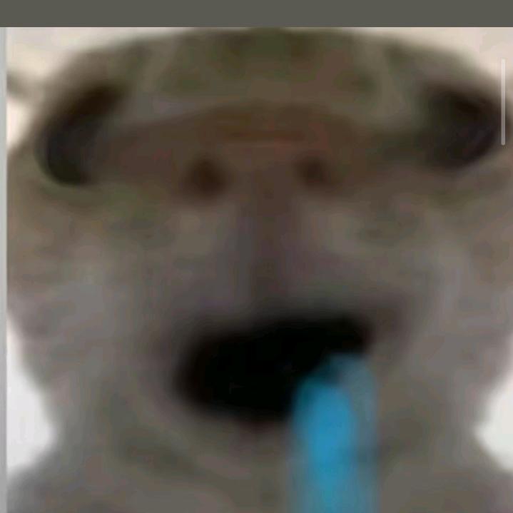 哈吉鼠