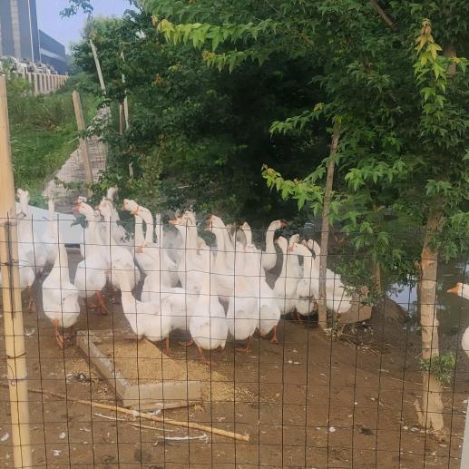 别让梦枯萎，把所有情绽放开夹