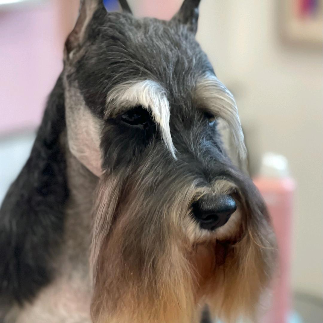 磊磊宠物美容培训