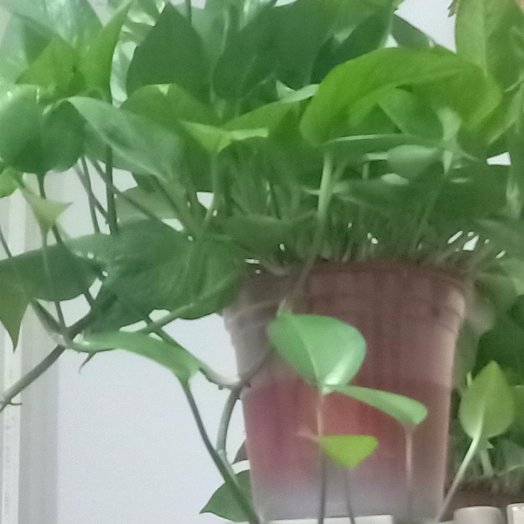 Zao红