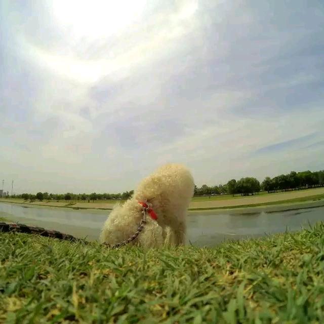 敏
