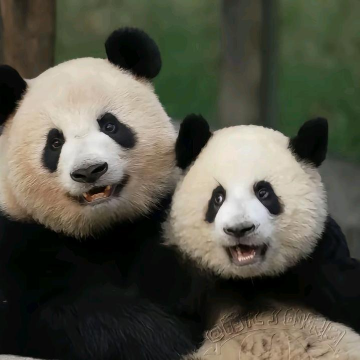 👒游刃有余🧣