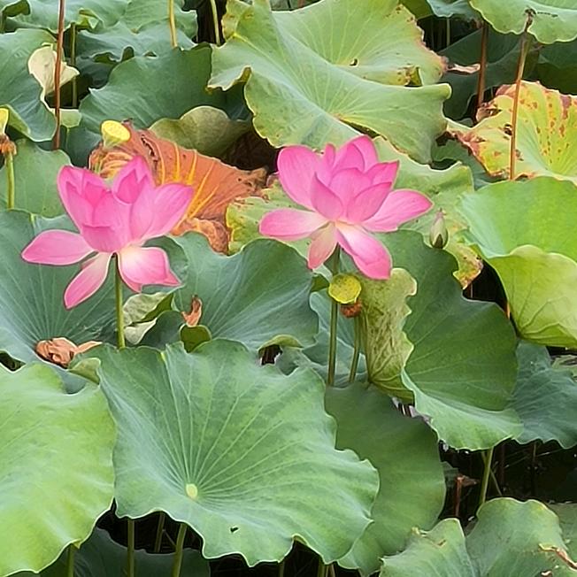 小馒头°   关注必回
