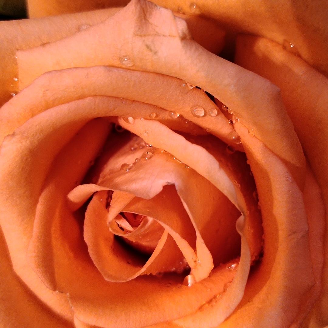 不许人间见白头