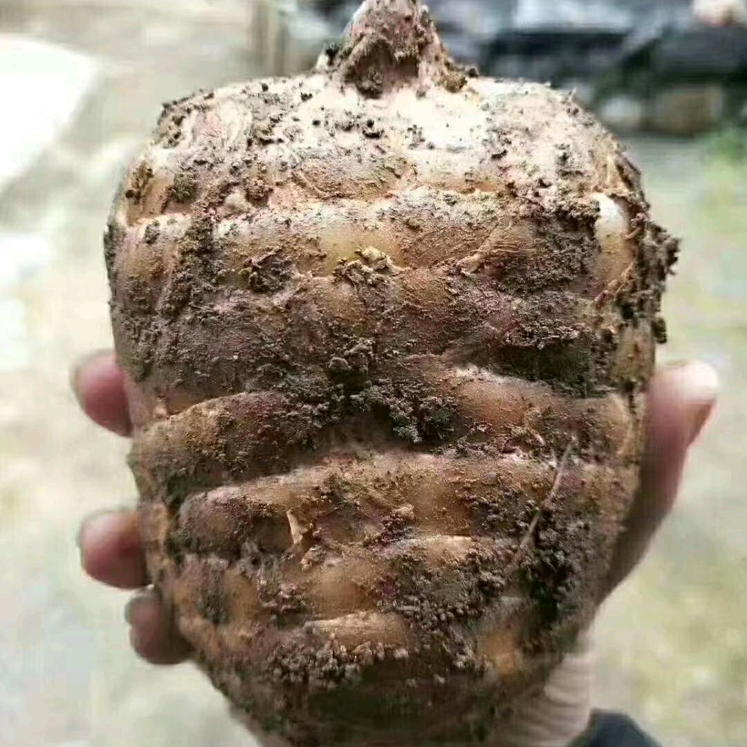 苦中有苦 刘二妹