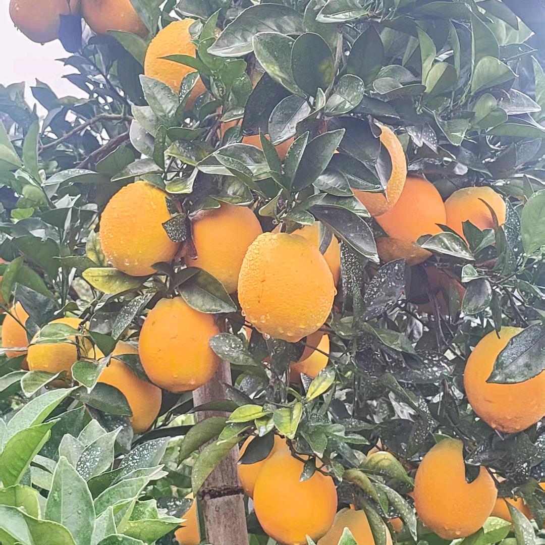 福橙生态种植，王新华