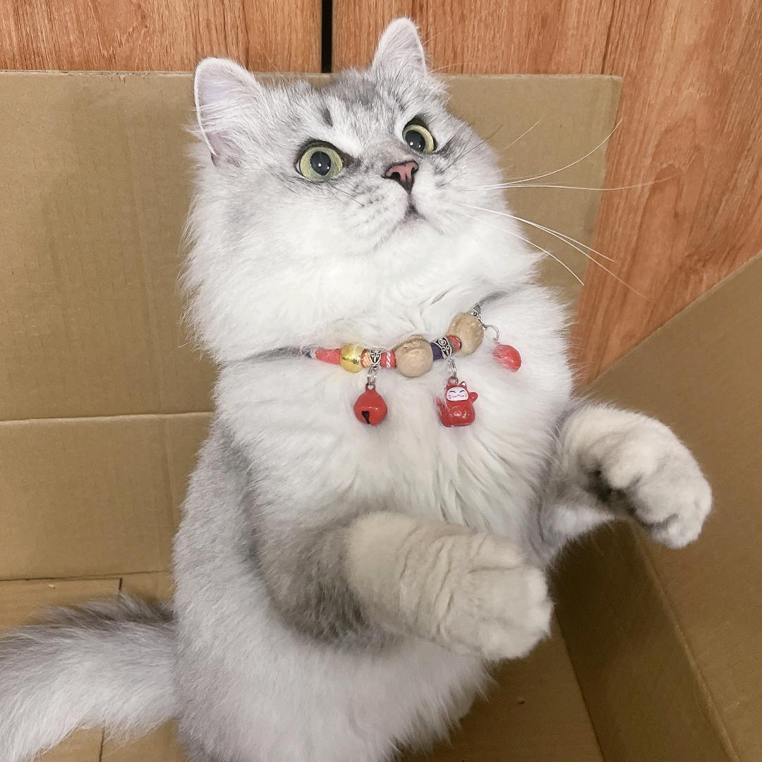 陈先生生