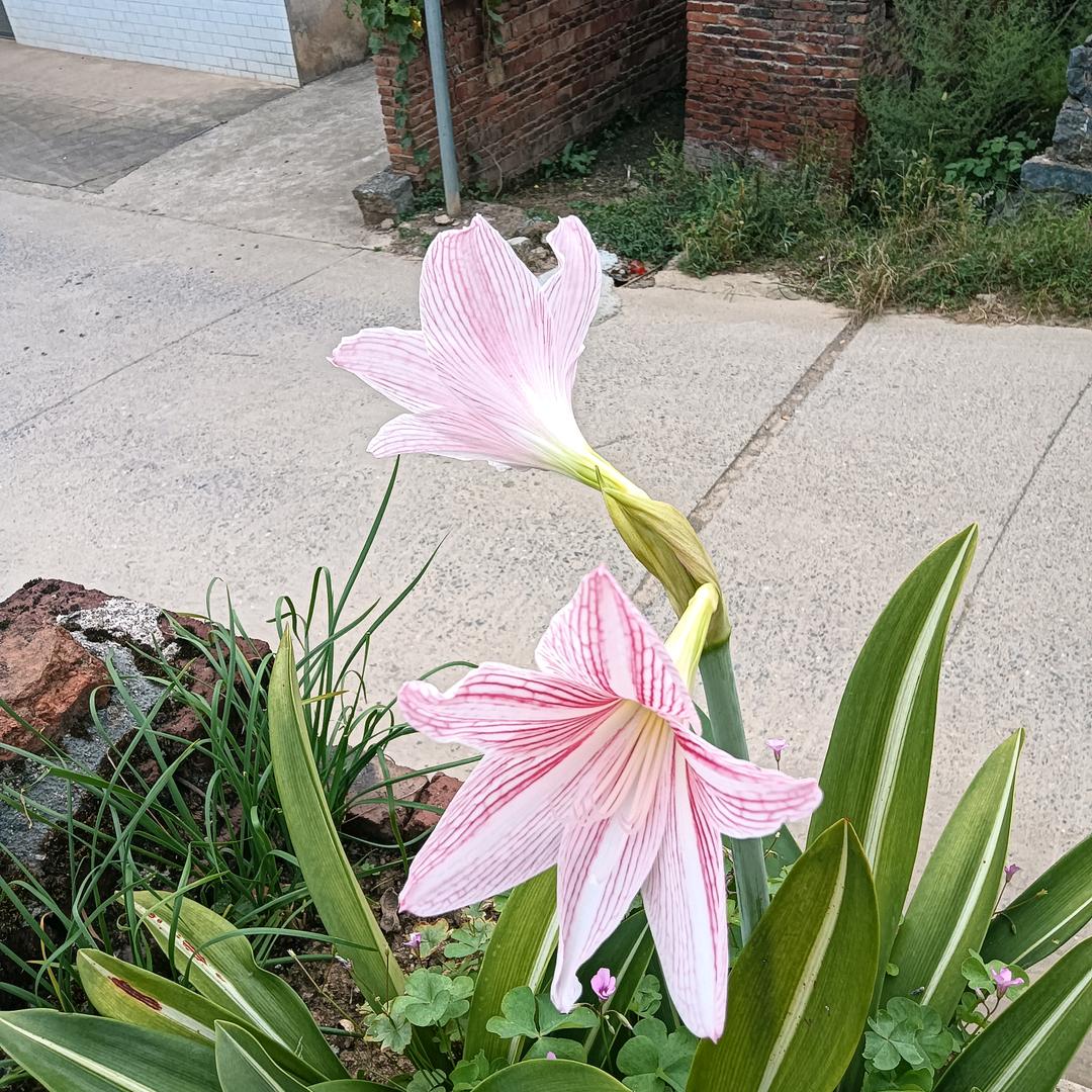 李尚往来