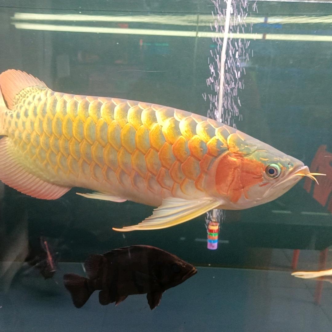 家标水族馆用户6946509649343
