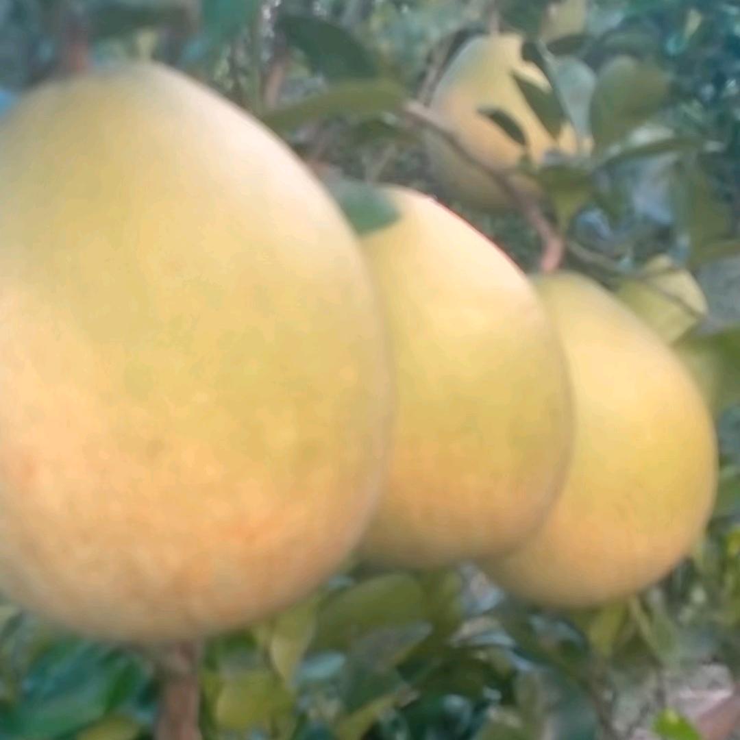 柚子果桑（手机摄影）