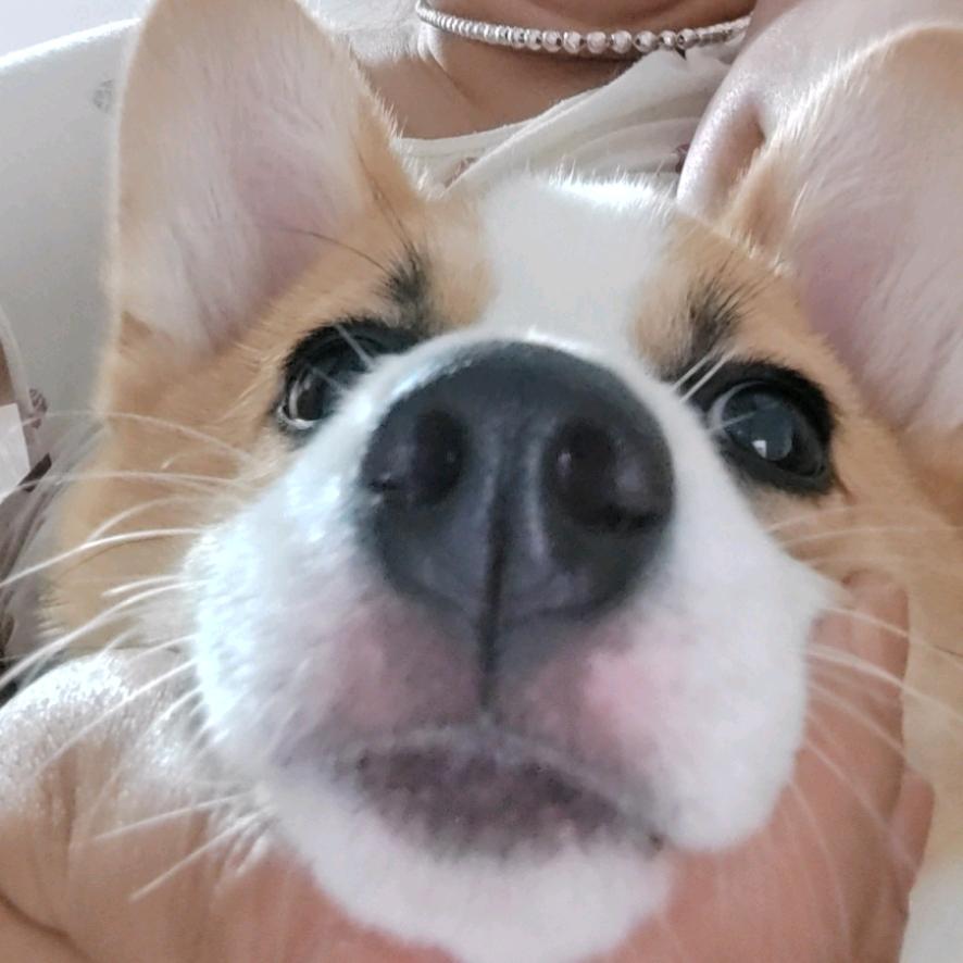 ꧁꫞꯭匹诺曹꫞꧂