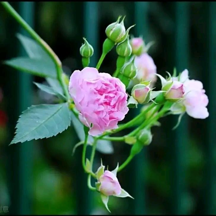 💖Fairy💖🌹🌹🌹