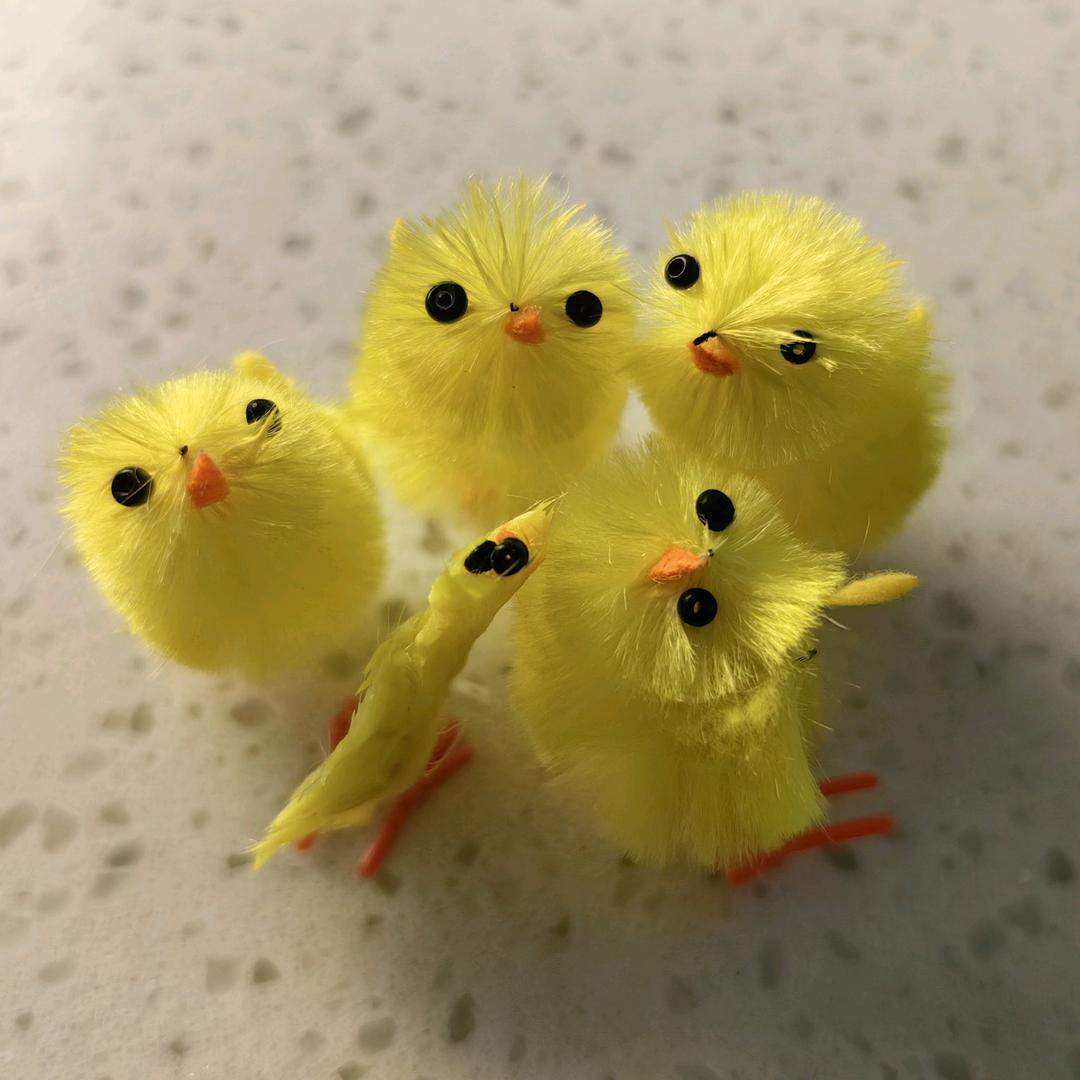 小鸡一家亲