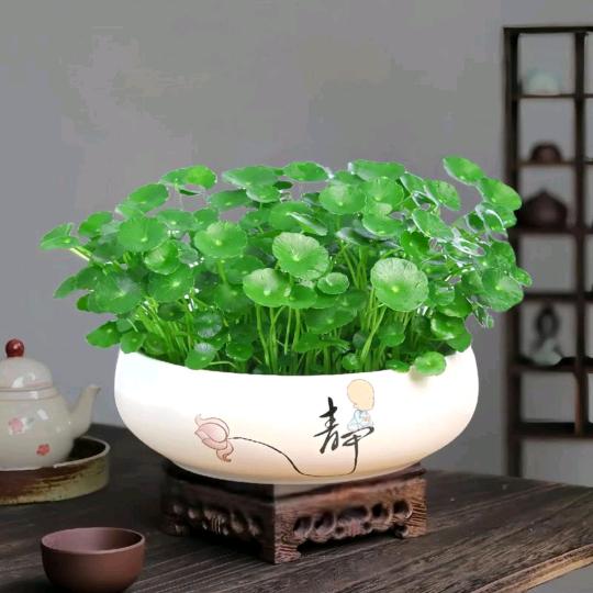 晴安老师