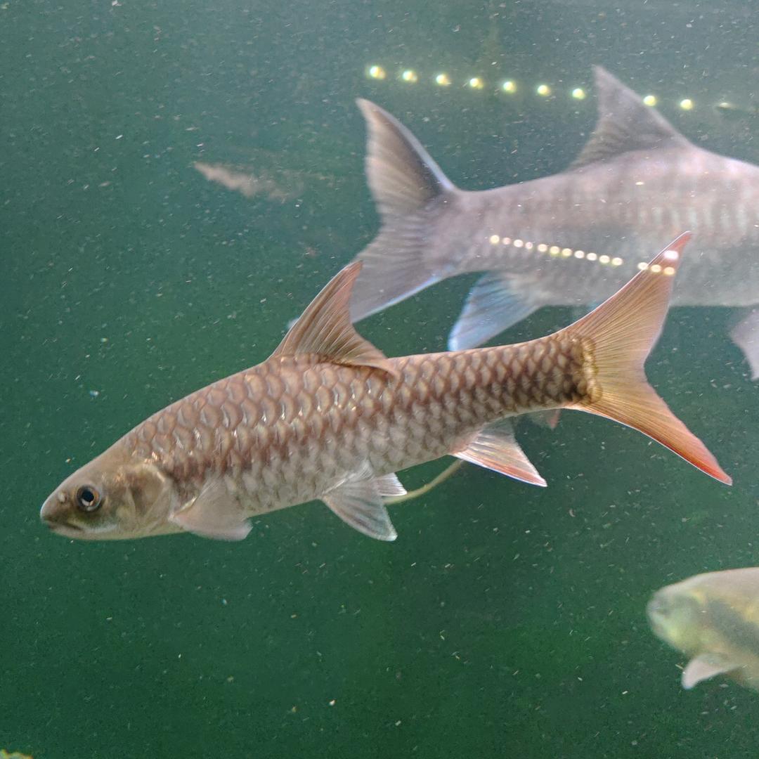 德宏爱渔吉罗水族个体店（真真）