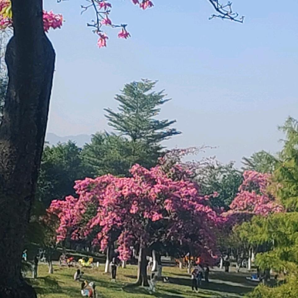 不悔梦归