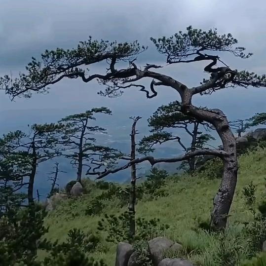 松韵