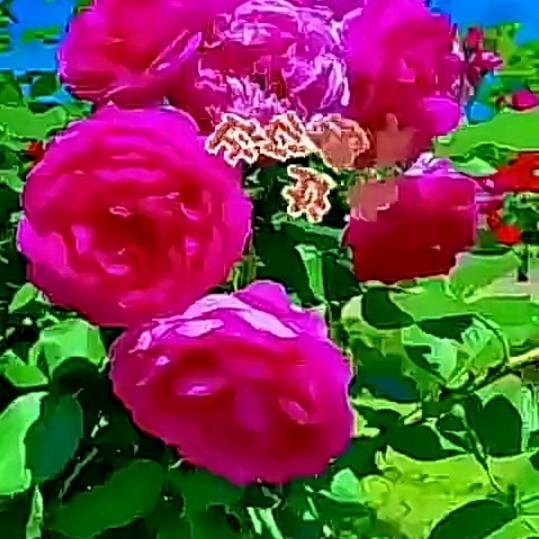 芳姐5201314