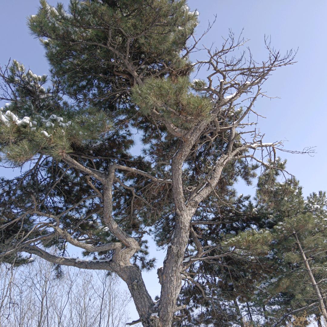 梦境