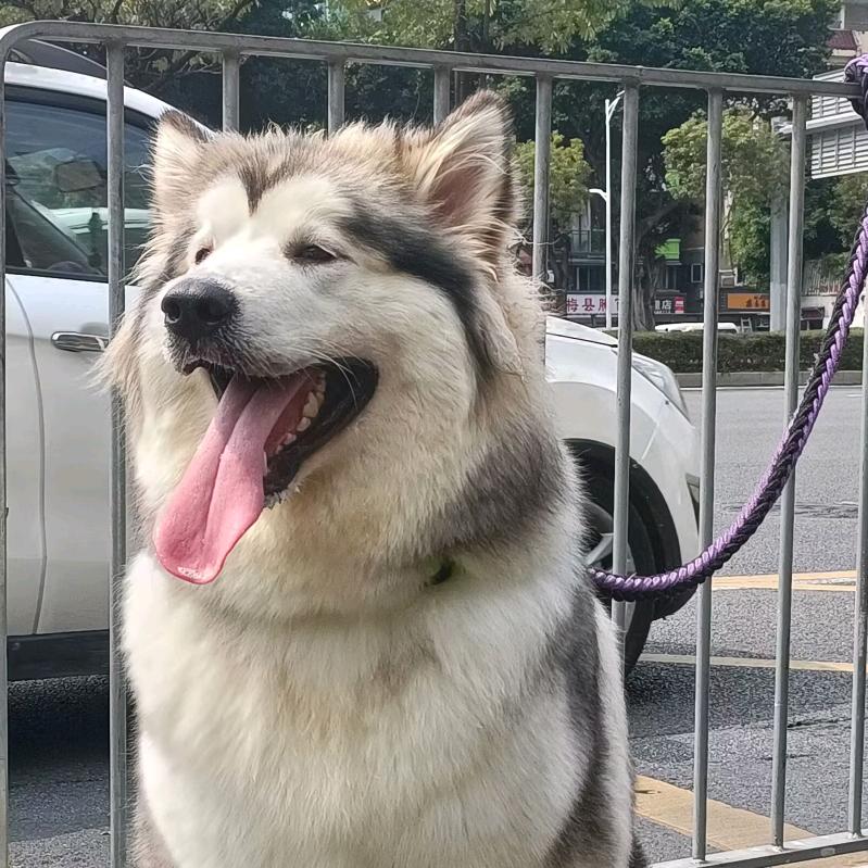 爱吃肉的钱多多