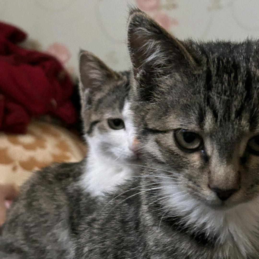 达内习成人教育-阿布老师