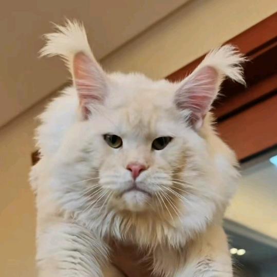 李喵喵❤缅因