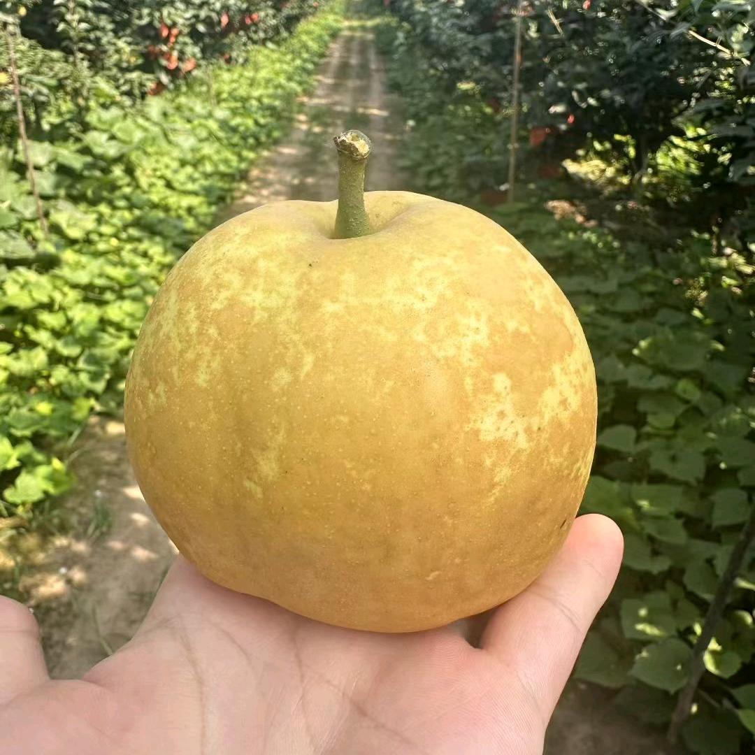 百里洲砂梨
