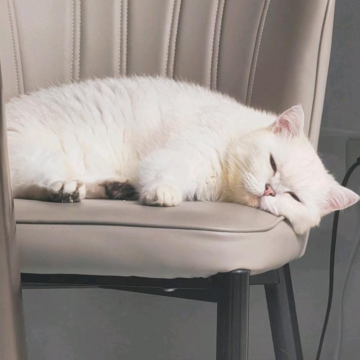 啵啵是只猫头像