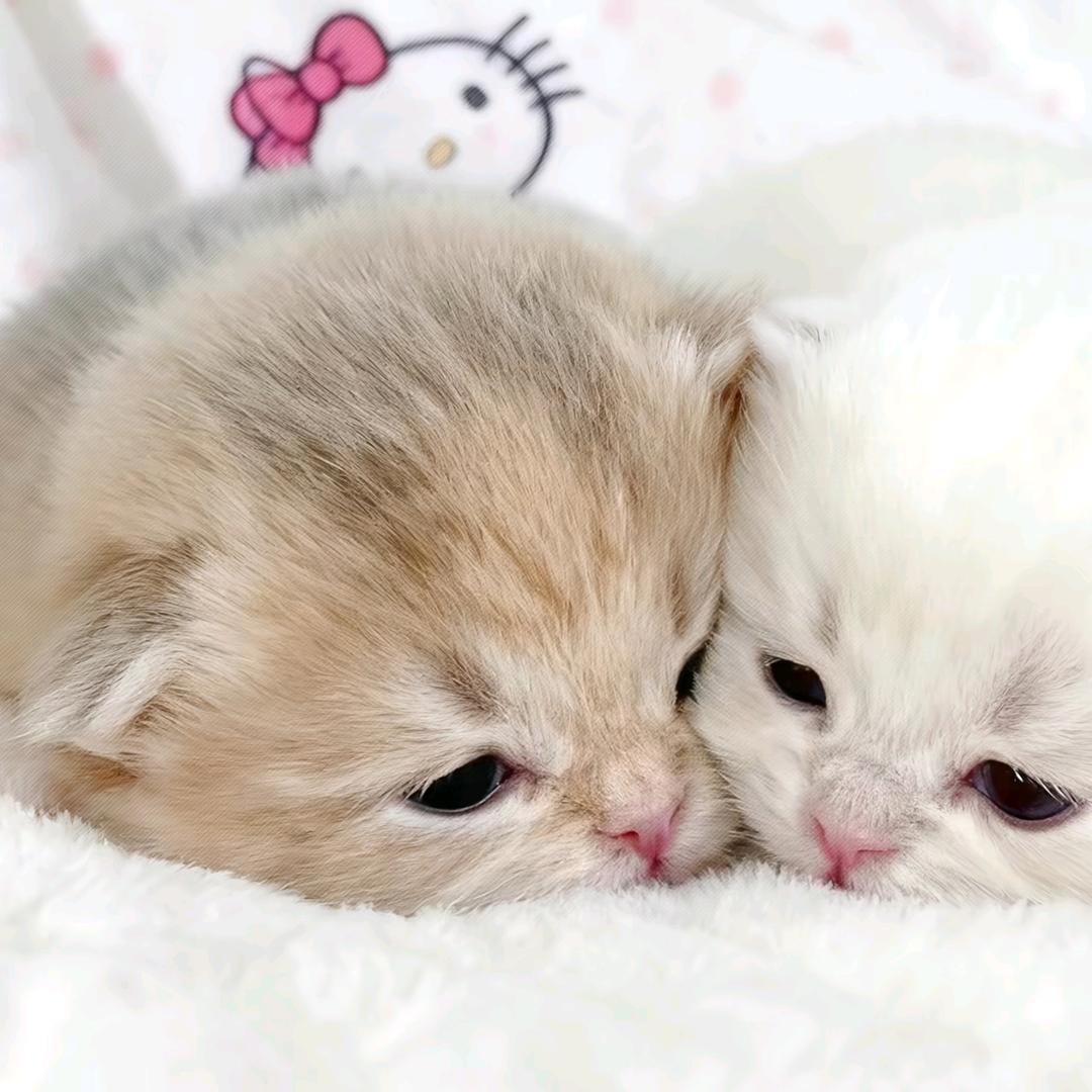 猫腻