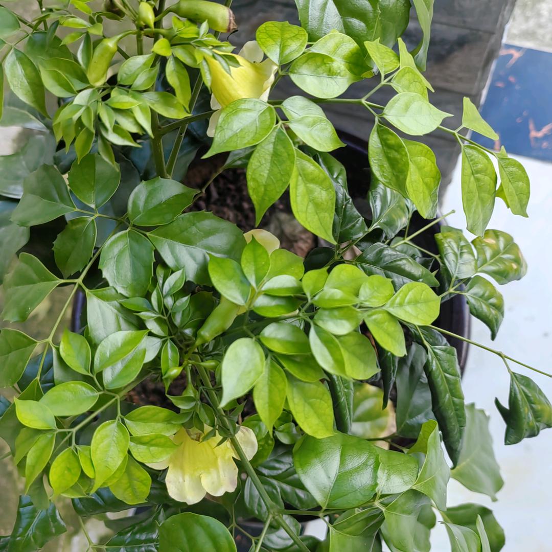 年年有玉