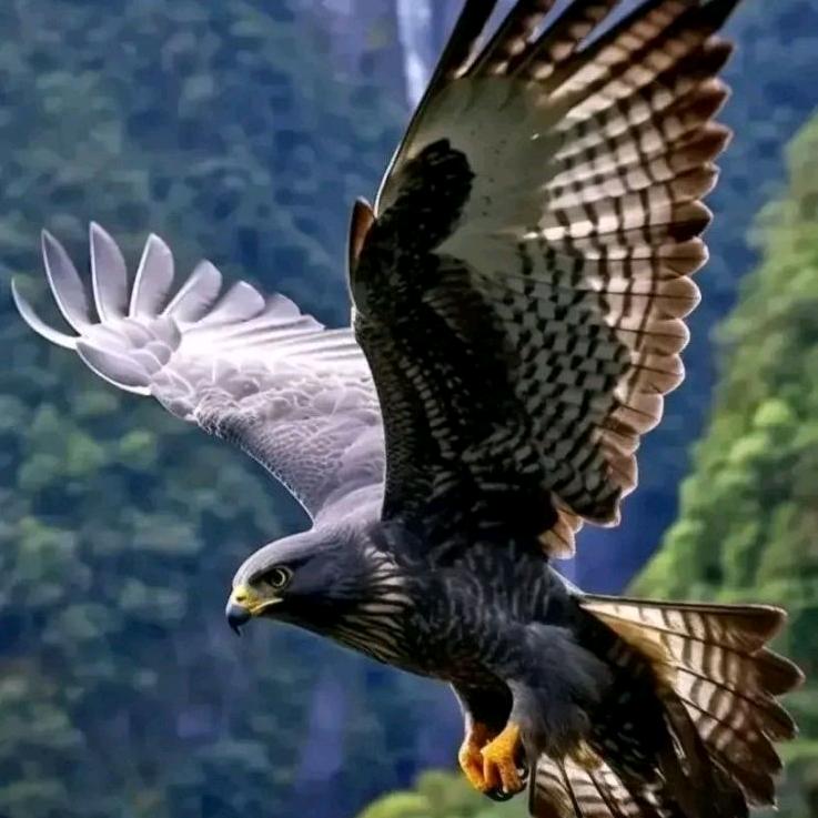飞飏教育咨询