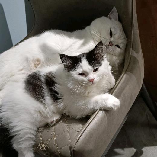 小木的猫🐱