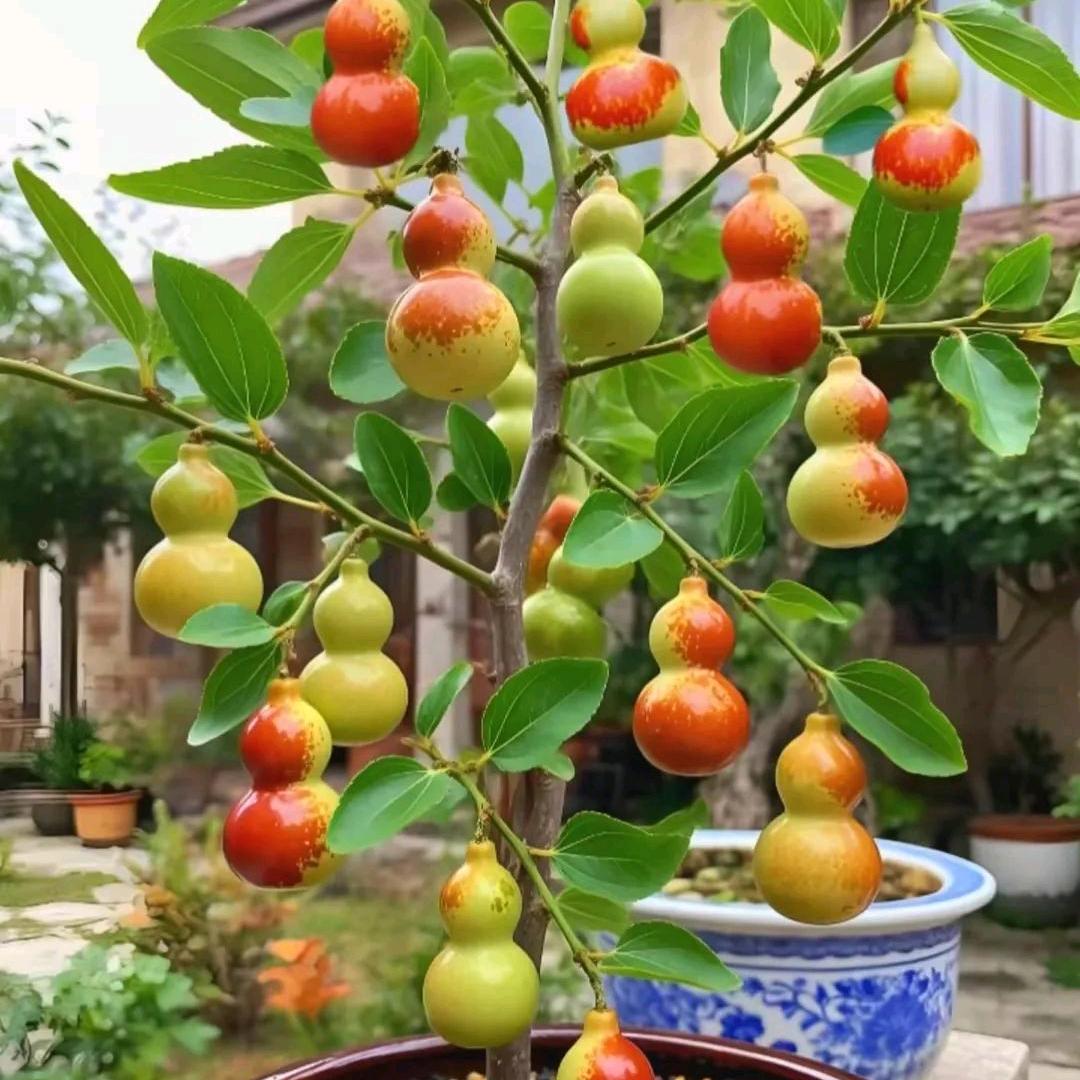 🥀⃟ꦽ颠沛᭨琉璃꧀ᩚ࿐