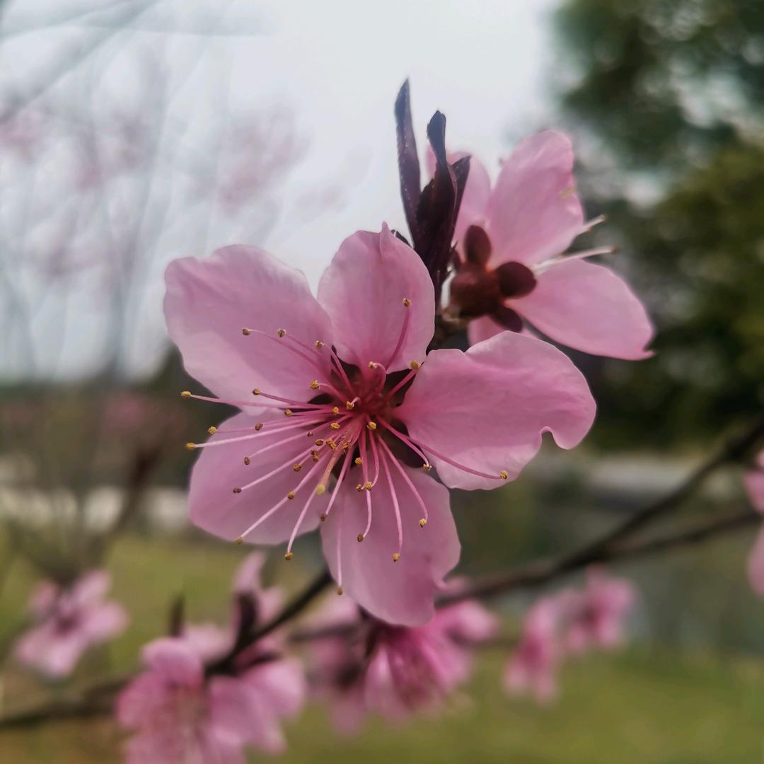 沐浴阳光花卉