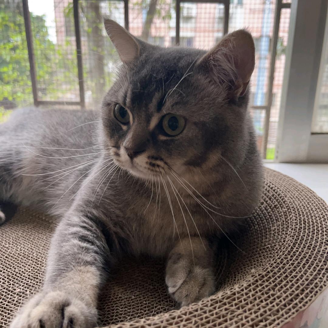 爆单是只猫🐱