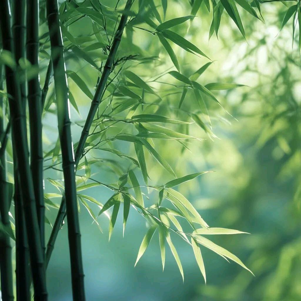老张滋补严选
