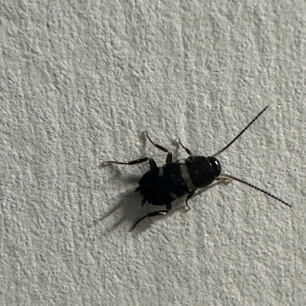 屁屁🐛