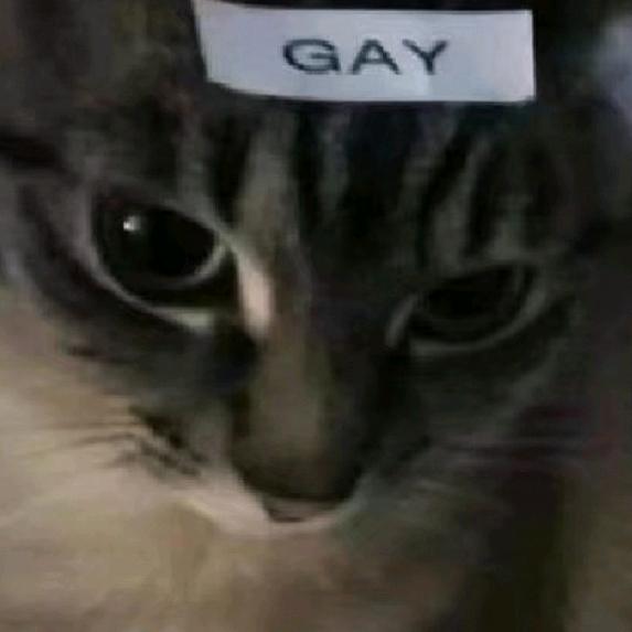 小西瓜今天也在吸猫