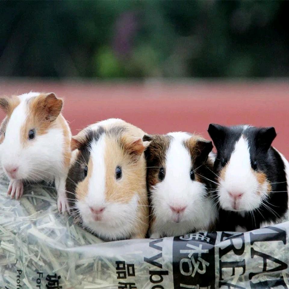 江华小黄哥豚鼠养殖基地🐀