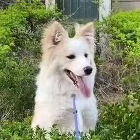 心机八佰